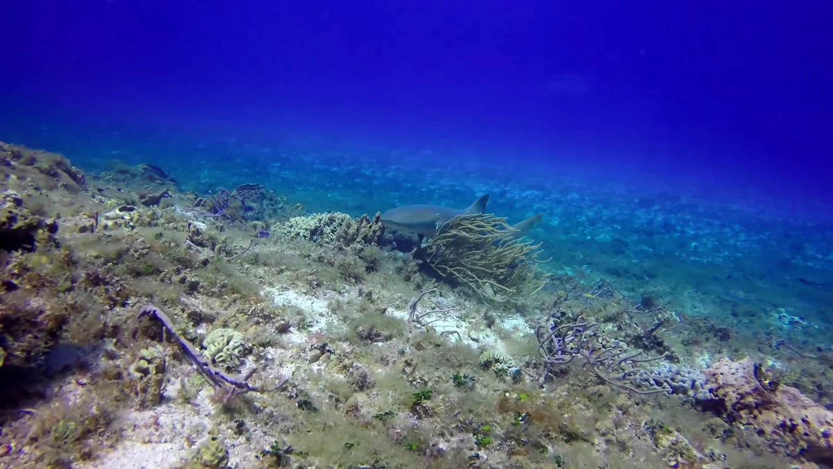 Reef fish over coral in the South Malé Atoll