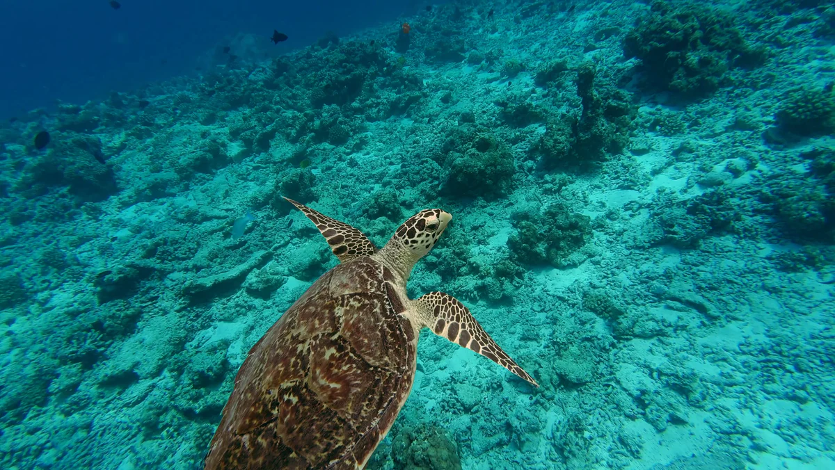A green turtle over the reef